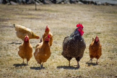Center clarifies no Corona Virus contamination via chicken