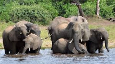 south africa gives permission for killing eliphants