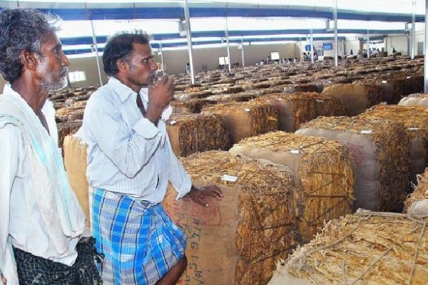 GVL tweets about tobacco farmers