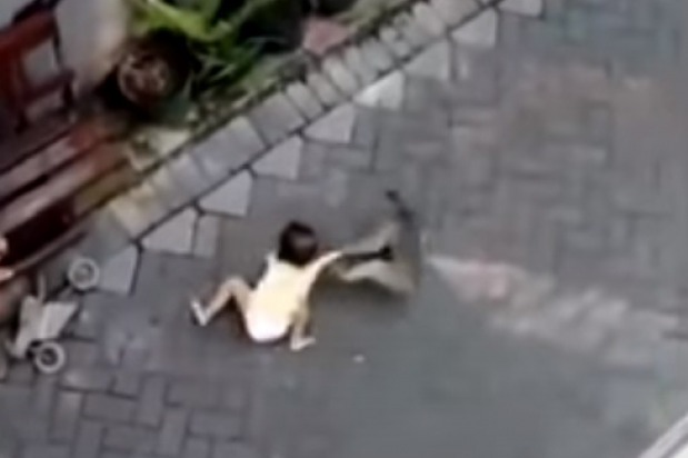 Monkey Kidnap Attempt goes Viral