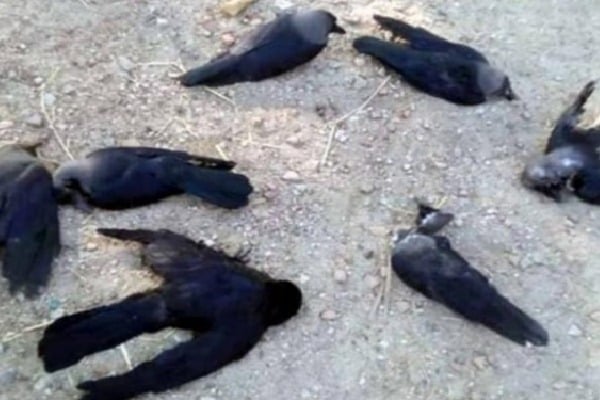 Mistary Deaths of Crows in Tamilnadu