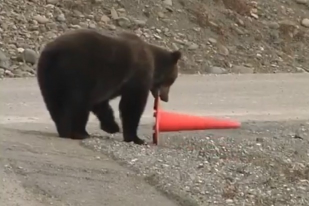 Bear Adjust Red sign Cone on Road