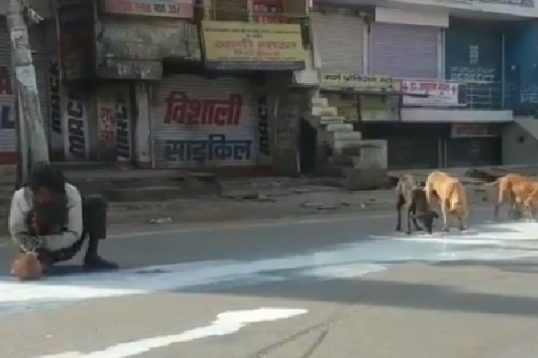 Man Shares Split Milk With Street Dogs in Agra