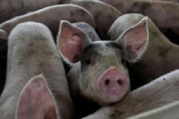 African Swine Flu in Assam