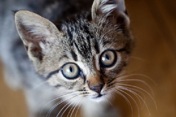 Two cats in New York are first pets known to have coronavirus in the US