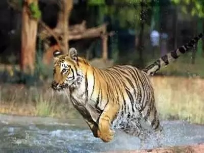 Tiger Wandering at Tamsi Village