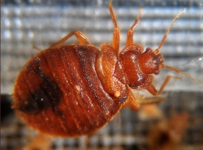 France announces war against Bedbugs 