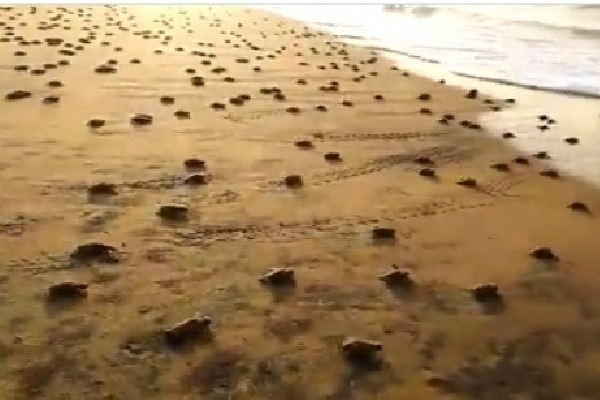  some adorable tiny turtles running back to the ocean