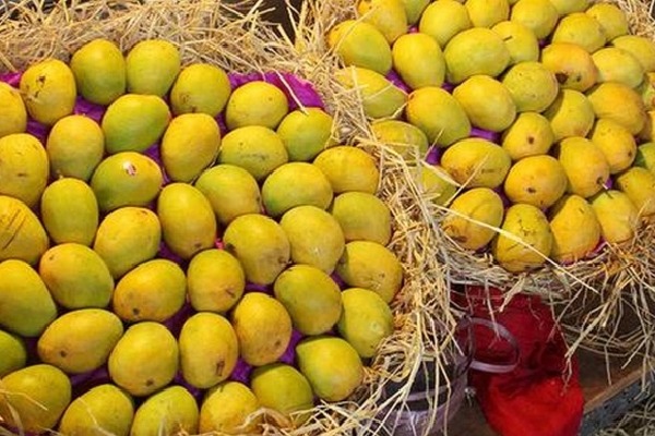 Mango Door Delivery From Today in Hyderabad