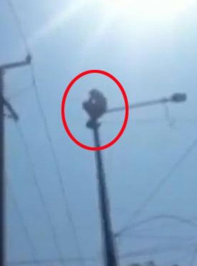 Man climbed street light pole for liquor bottle