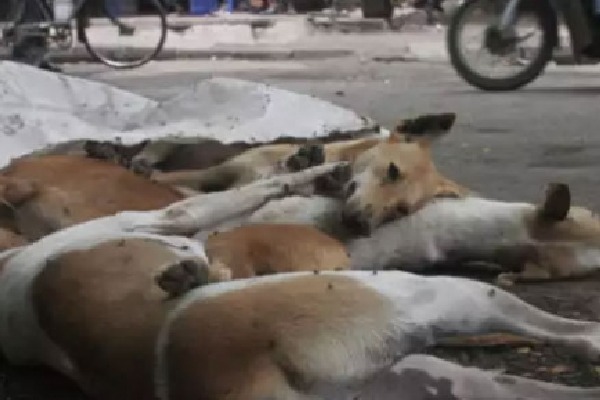 Dogs dying in Peddapally panic among locals