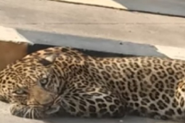 Leopard on Katedan road  