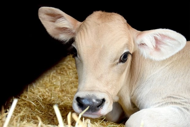 calf gives milk