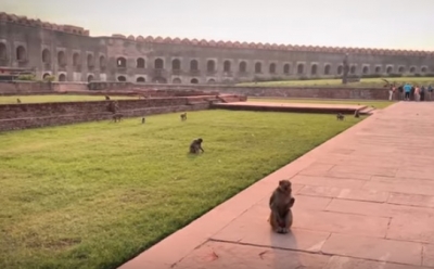 Monkeys wander in TaJ Mahal