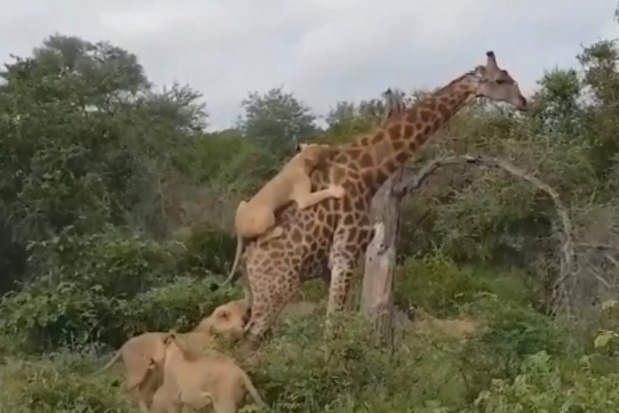 Viral Vidoe Shows Giraffee Saver His Life with Patience