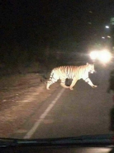 people afraid of tiger in adilabad district