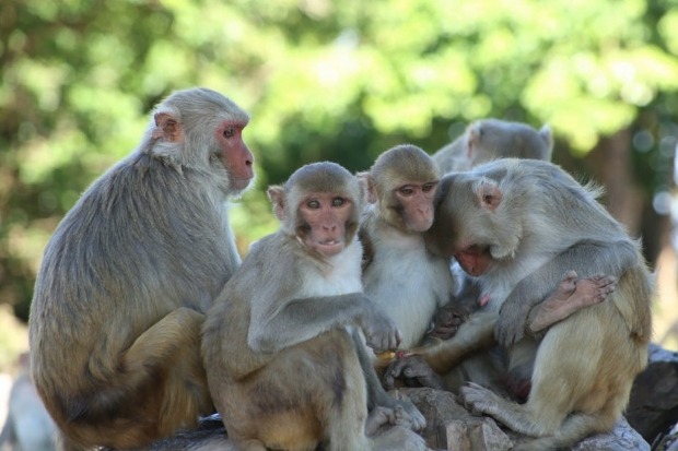 World Hope on Rhesus Monkeys