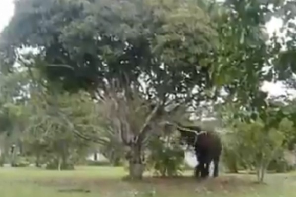 Elephant Tastes Yummy Mango video goes viral