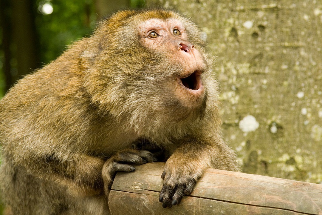 Monkeys theft 30 gram gold chins in Telangana