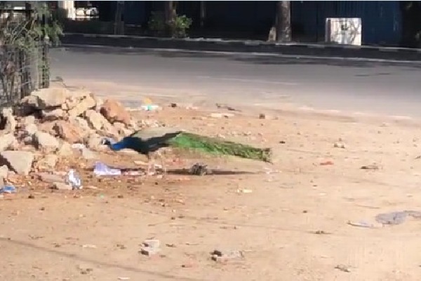 Peacocks appears on Hyderabad roads 