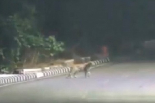 Telangana Forest Department clarifies about cheeta rumours