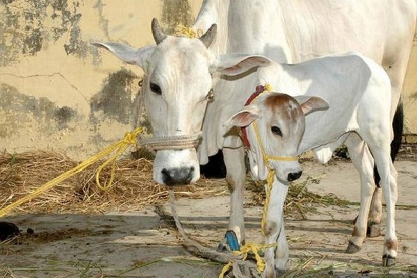 Cows are sick in Konadapalli village Krishna dist