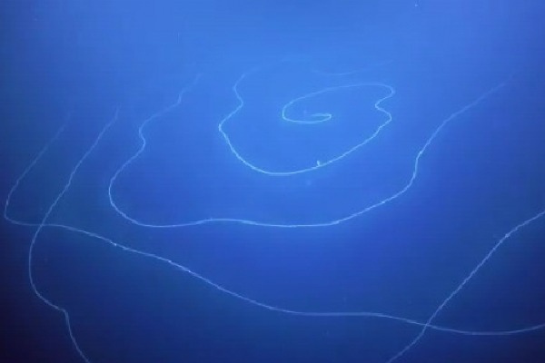 very long stringy thing floating in indian ocean surprises scientists