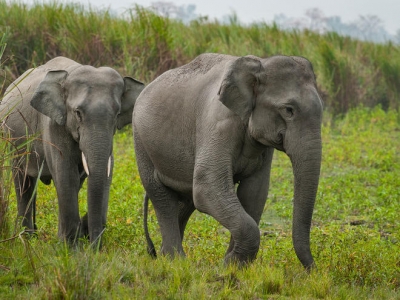 Elephants disturbed villagers