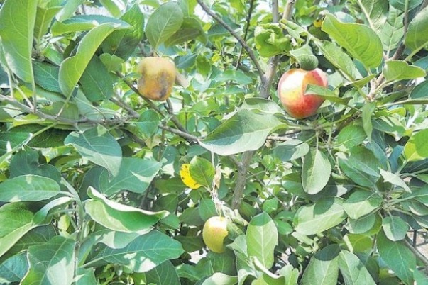 Apple Crop in Telangana