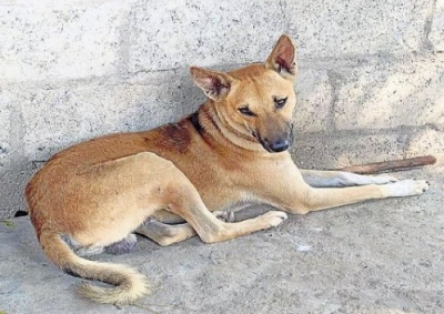 Street Dog Found Temple Hundi