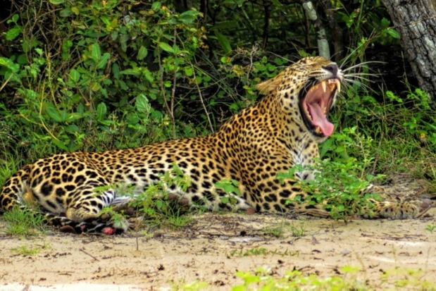 Leopard killed 3 year boy in Karnataka