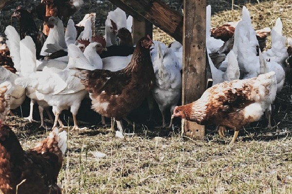 Bird Flu wont harm says TS govt