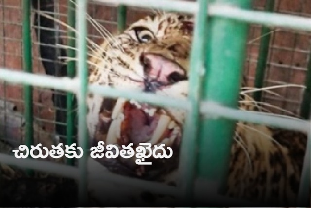 Leopard that killed 4 in Lakhimpur Kheri gets zoo life term