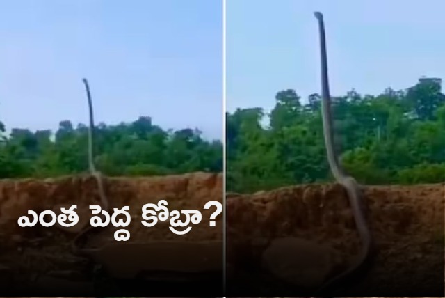 Terrifying video of massive King Cobra standing up and swaying is viral vedio