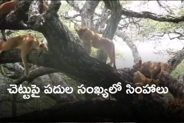 Kiren Rijiju shares rare video of lionesses sitting on trees on World Wildlife Day