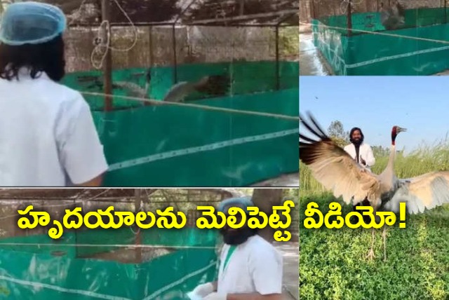 up sarus crane in kanpur zoo reaction after seeing arif melts hearts