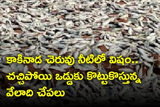 Thousands of fishes died due to poison in Kakinada tank