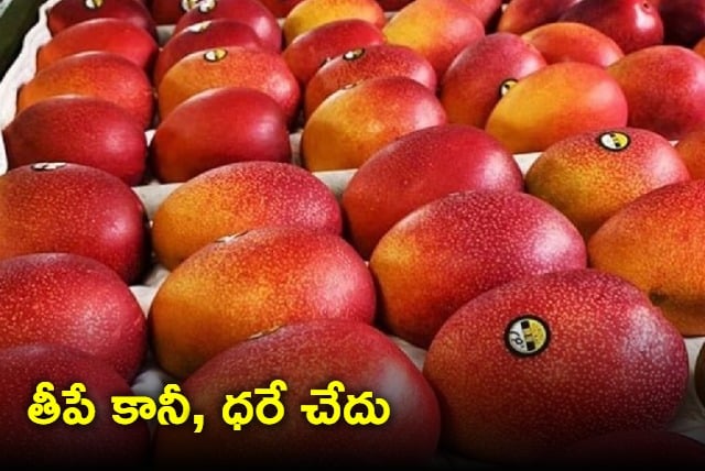 Worlds Most Expensive Mangoes cultivation