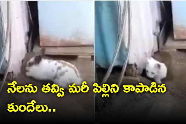 Video of rabbit saving cat goes viral
