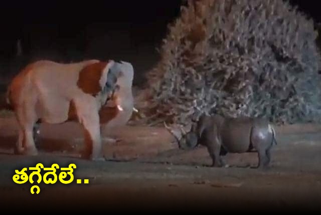 Video Of Fierce Fight Between Elephant And Rhino Goes Viral