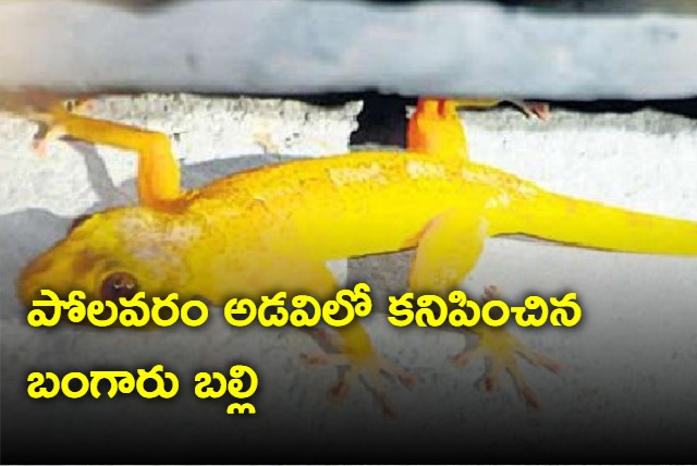Gold lizards identified in Polavaram forest