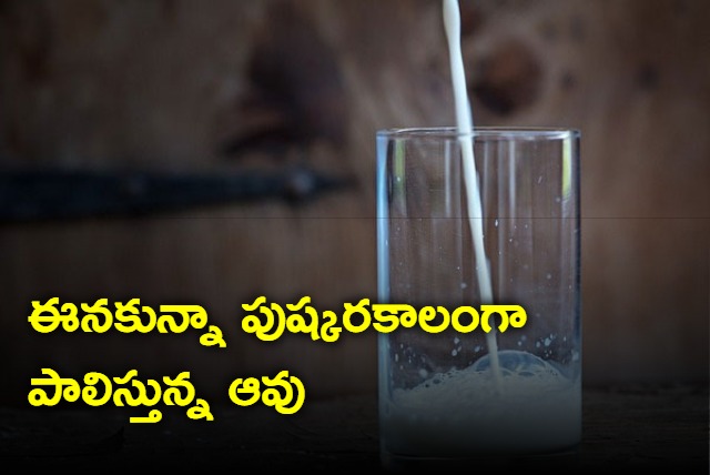 Cow giving milk continuously from 12 years in Kurnool
