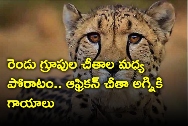 African Cheetah Agni Injured In Fight At Madhya Pradesh National Park