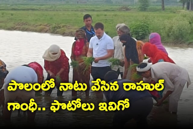 Rahul Gandhi helps farmers plant paddy in Sonipat