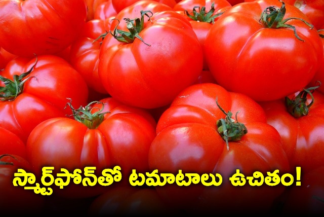 Madhya Pradesh Man Offers Two Kilos Tomatoes Free For Every One Mobile Purchage