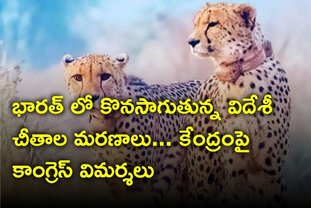 Cheetahs deaths sparkling criticism and Congress slams Center