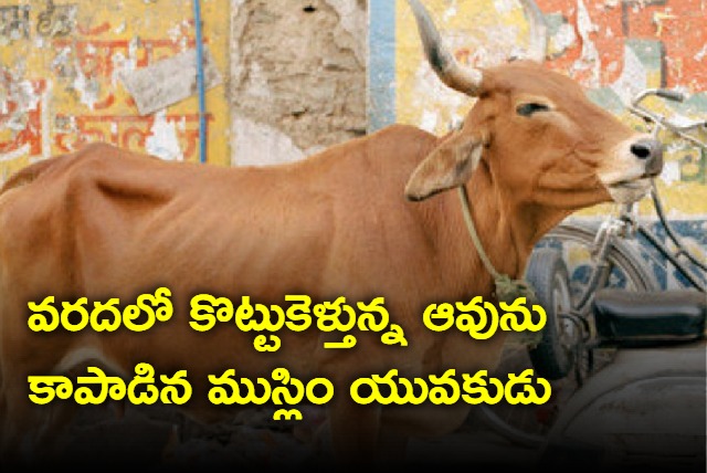 Muslim youth helps to  save drowning cow in front of the mosque 