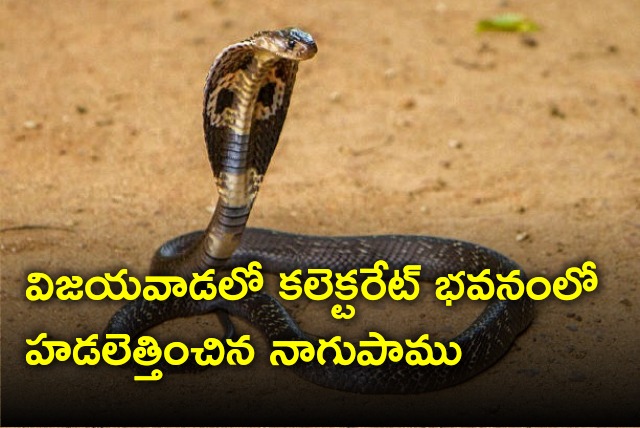 Cobra sparks fear in Vijayawada collectorate building 
