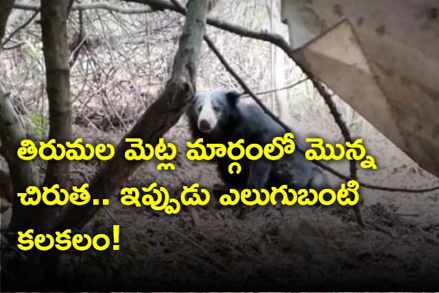 pilgrims saw A bear on tirumala Srivari steps