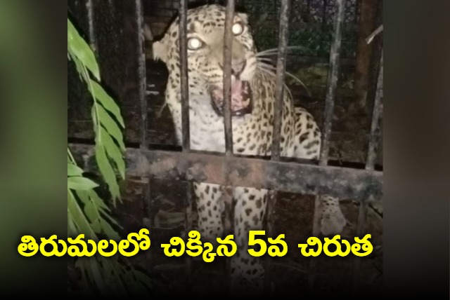 Another leopard caught on Tirumala alipiri road